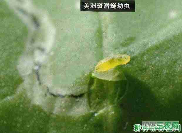 豇豆斑潜蝇用什么农药灭绝(豆角斑潜蝇用什么药防治)